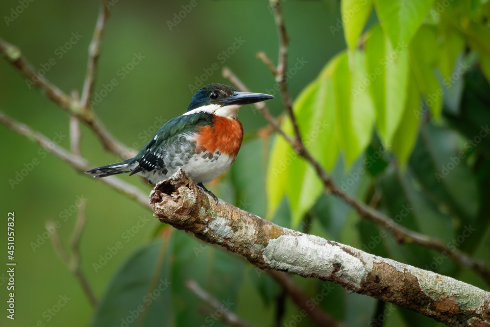 Green Kingfisher - Chloroceryle americana resident breeding bird which occurs from southern Texas in the United States south through Central and South America to Argentina. Male above the water Green Kingfisher - Chloroceryle americana resident breeding bird which occurs from southern Texas in the United States south through Central and South America to Argentina. Male above the water