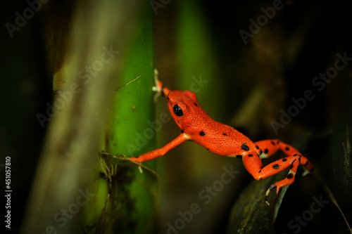 Strawberry poison-dart frog - Oophaga (Dendrobates) pumilio, small poison red dart frog found in Central America, from eastern central Nicaragua through Costa Rica and Panama photo