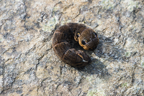 Foto Larvae of D⁠eilephila elpenor - Elephant Hawk-moth.