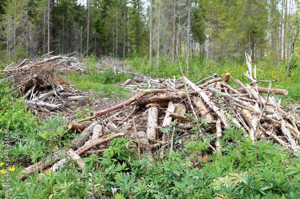 Piles of tree branches left after logging Piles of tree branches left after logging