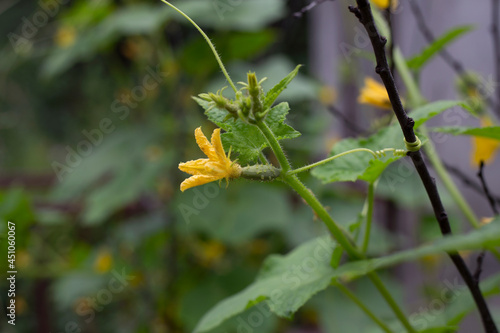 Yellow female flower of cucumber in field plant.