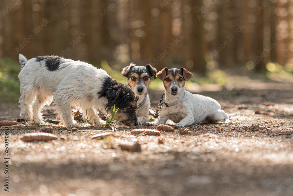 Cute small obedient Jack Russell Terrier dogs in the forest on a path