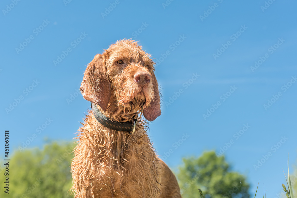 Portrait of a Hungarian Pointer Vizsla dog in front of a blue sky background. Portrait of a Hungarian Pointer Vizsla dog in front of a blue sky background.