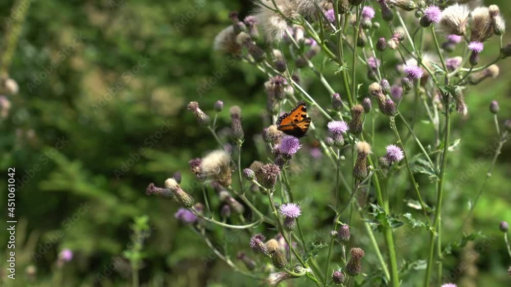 Aglais urticae Butterfly on wild Thistle in Summer Aglais urticae Butterfly on wild Thistle in Summer