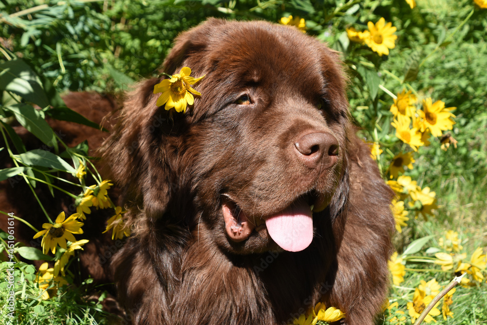 Cute Newfoundland Dog with a Yellow Flower Behind His Ear