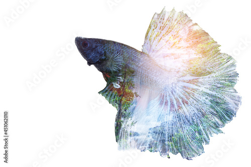 fighting fish isolated