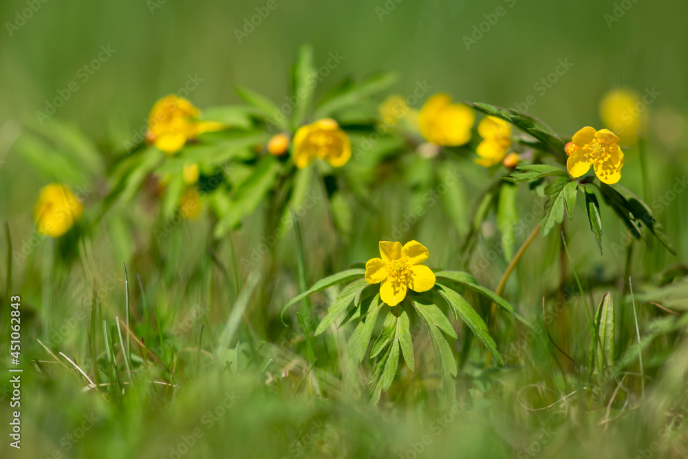 Yellow Wood Anemone, Anemonoides ranunculoides blooming on a sunny spring day in Estonian nature Yellow Wood Anemone, Anemonoides ranunculoides blooming on a sunny spring day in Estonian nature