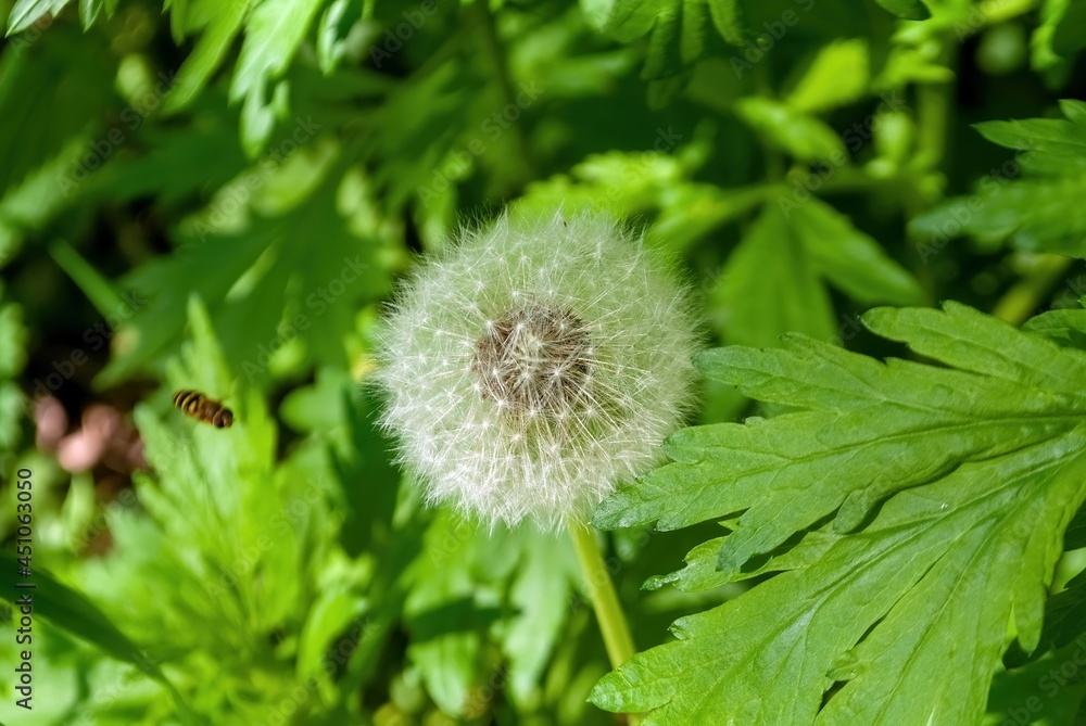white dandelion among the grass in the forest white dandelion among the grass in the forest