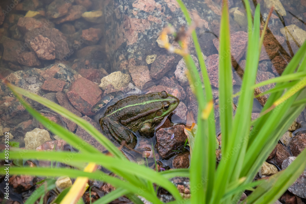 Green frog in water on stones among grass Green frog in water on stones among grass