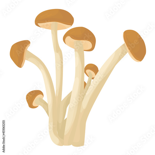 velvet pioppini mushrooms isolated on white background. edible mushrooms. mushroom season. autumn harvest. vector flat.