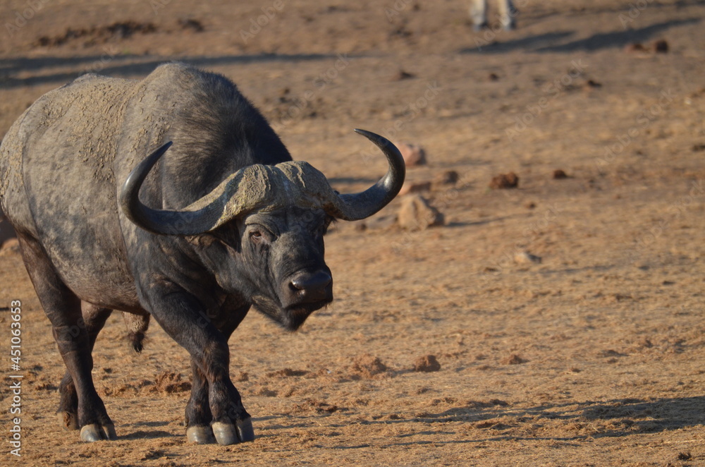 Obraz premium Daggerboy buffalo