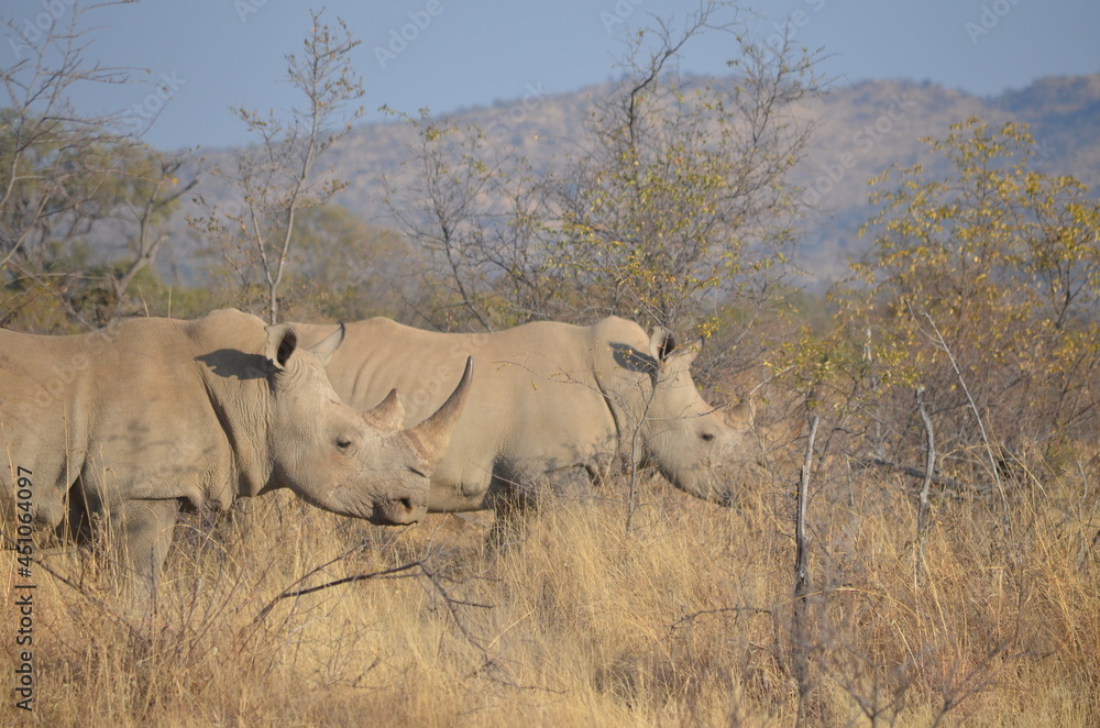 white rhino in the savannah white rhino in the savannah
