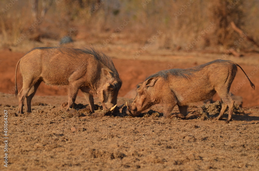 Fototapeta premium Warthog headbutt