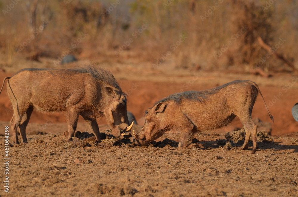 Fototapeta premium Warthog headbutt
