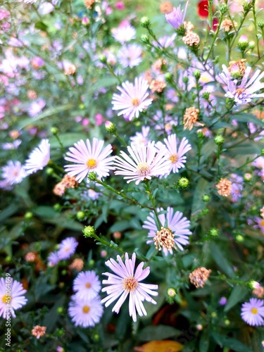 flowers in a garden