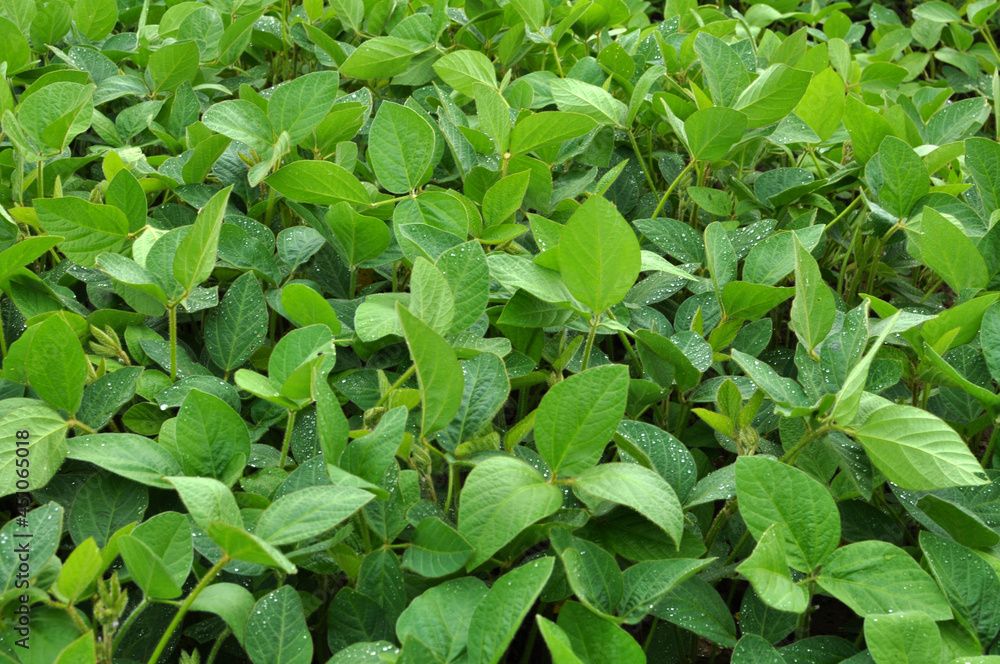 The field grows soy The field grows soy