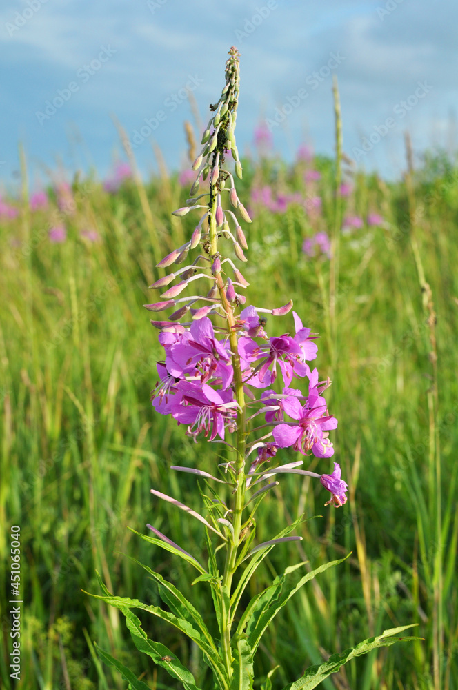 Epilobium angustifolium blooms in nature in summer Epilobium angustifolium blooms in nature in summer