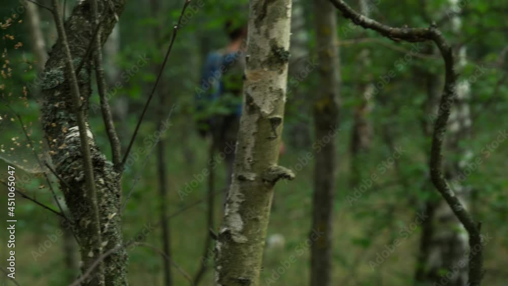 tourist walk through a dense forest during the day tourist walk through a dense forest during the day