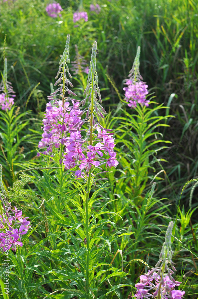Fototapeta premium Epilobium angustifolium blooms in nature in summer