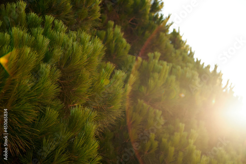 Stone on forest moss. Close - up. Forest landscape at sunrise