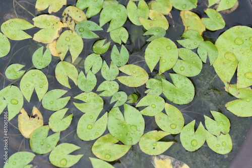 Natural modeling of water lily leaves. Nymphaeaceae perennial aquatic plants. 