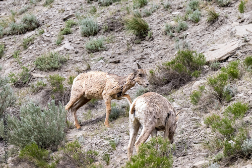 Baby Big Horn on a Hill