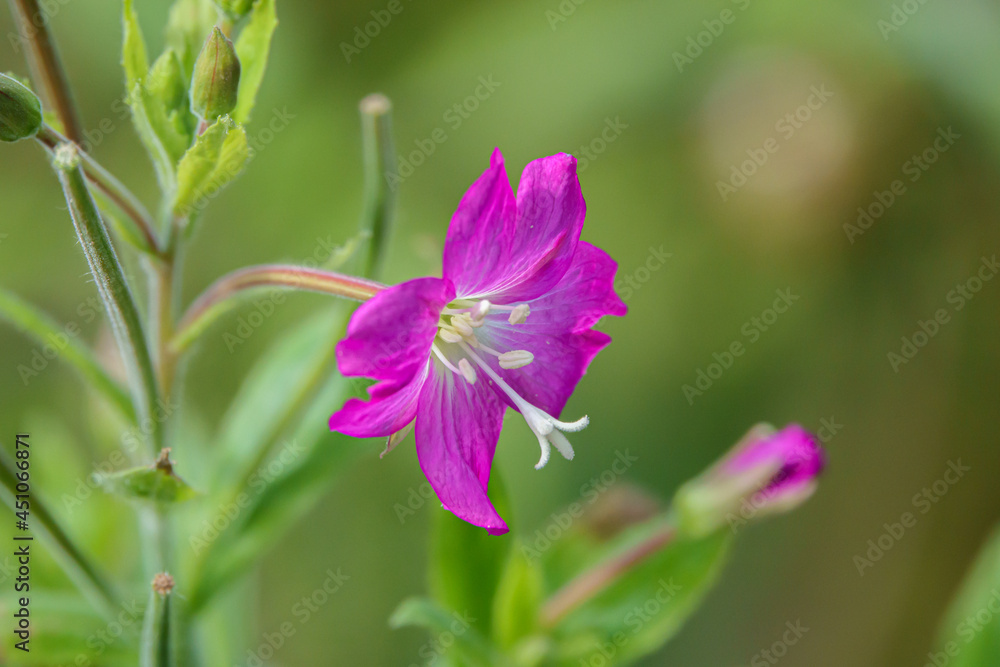 close up of the beautiful Hairy Willow flower (Epilobium hirsutum) in summer sunshine close up of the beautiful Hairy Willow flower (Epilobium hirsutum) in summer sunshine