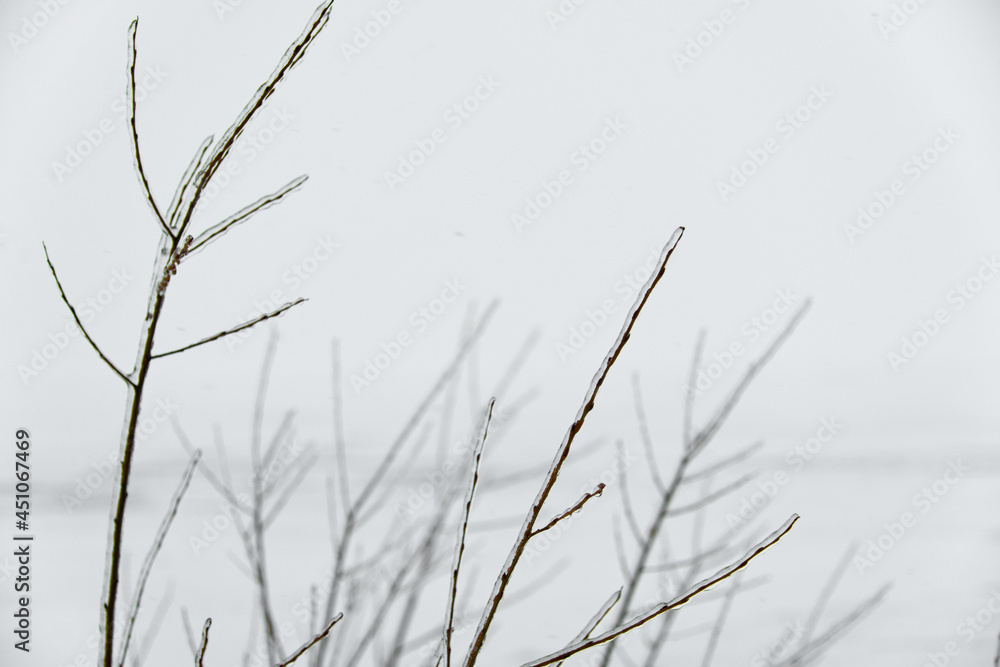 Close-up glittering tree branches with a thick layer of ice. Winter concept.