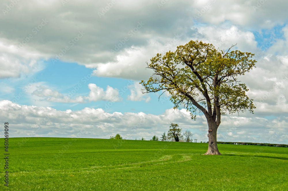 tree on a field