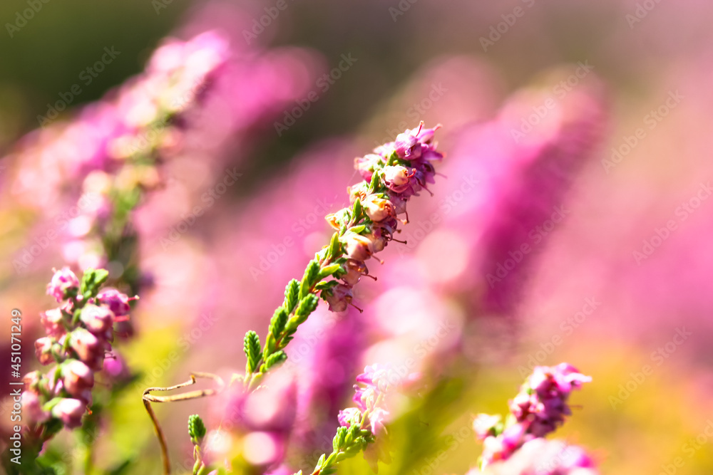 Beautiful blooming pink heather in a forest clearing at sunny day. Small lilac purple flowers on long stems. Flowering, gardening. Calluna vulgaris on green blurry background. Flower store concept. Beautiful blooming pink heather in a forest clearing at sunny day. Small lilac purple flowers on long stems. Flowering, gardening. Calluna vulgaris on green blurry background. Flower store concept.