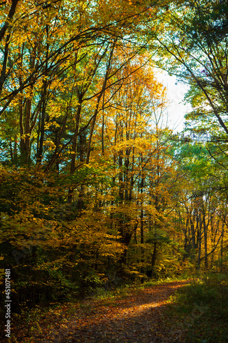 Autumn leaves  IBM Glen  Endwell  NY.