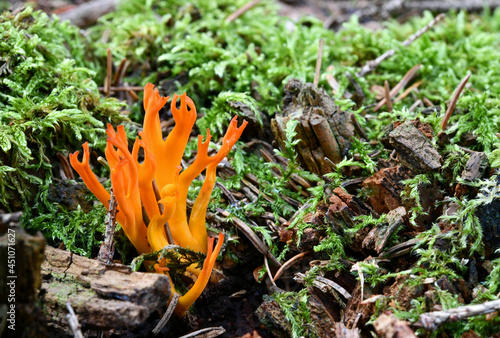 Calocera viscosa-Klebriger Hörnling