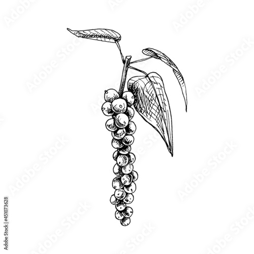 Black pepper plant with leaves and peppercorns. Vector vintage hatching