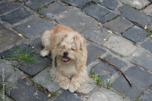 dog in the park