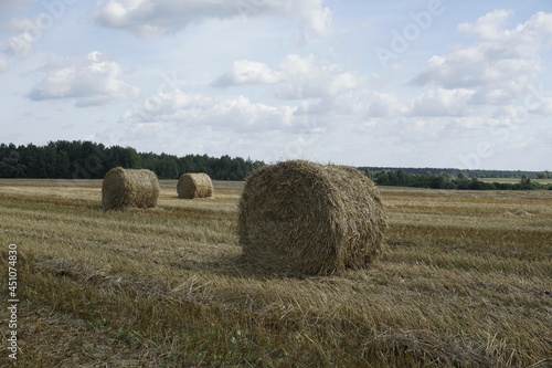 Rural landscape. Harvested field and straw bales. Blue sky. Horizon. August. Summer is over. © Anatoliy