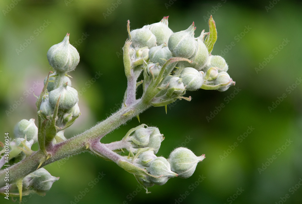 Close up of buds on a common bramble (rubus fruticosus) plant Close up of buds on a common bramble (rubus fruticosus) plant