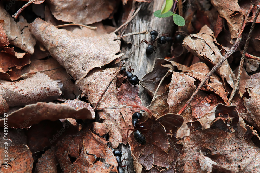 Closeup of carpenter ants crawling through leaves Closeup of carpenter ants crawling through leaves
