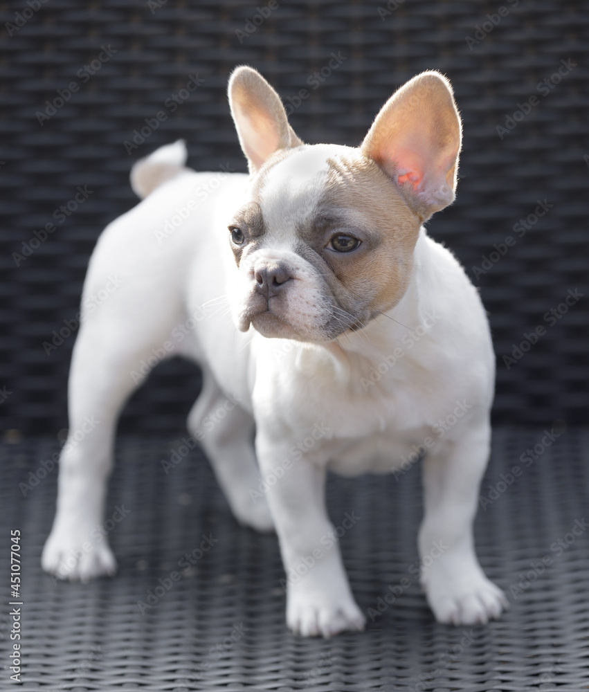 8-Weeks-Old tan pied Frenchie puppy female standing on a chair and looking away.