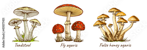 set of drawn various poisonous mushrooms toadstool fly agaric false honey agaric, inedible, flat color illustration, hallucinogenic, medicinal fungus isolated on white background, for design and print photo