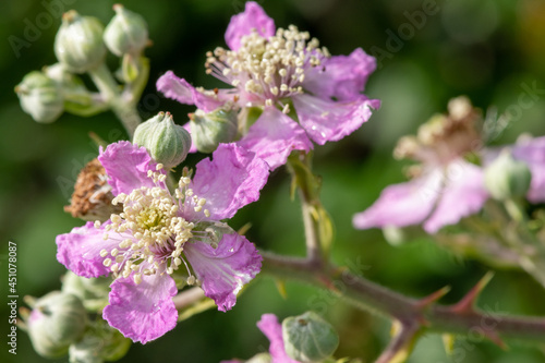 Close up of pink flowers on a common bramble (rubus fruticosus) plant