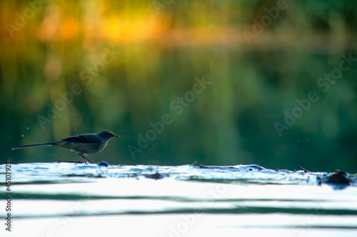 Grey wagtail drinking water on top of a small waterfall photo