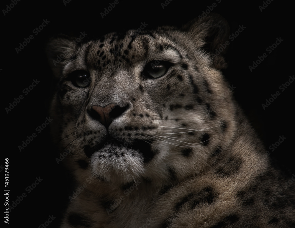 Obraz premium Snow leopard portrait on a black background.
