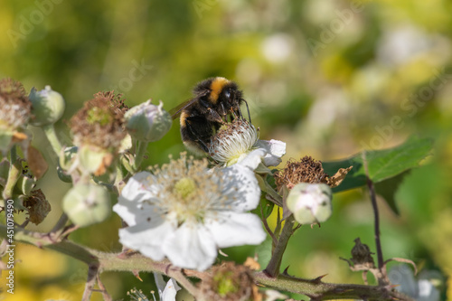 Close up of a bumble bee pollinating a white flower on a common bramble (rubus fruticosus) plant © tom