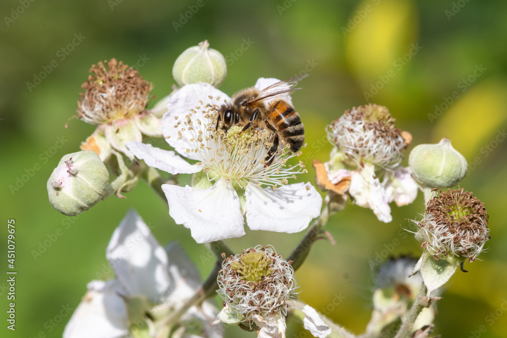 Close up of a european honey bee (apis mellifera) pollinating awhite flowers on a common bramble (rubus fruticosus) plant Close up of a european honey bee (apis mellifera) pollinating awhite flowers on a common bramble (rubus fruticosus) plant