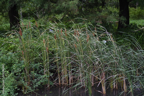 Cattail (Typha latifolia) growing on the water's edge. Typhaceae perennial emergent plant.  photo