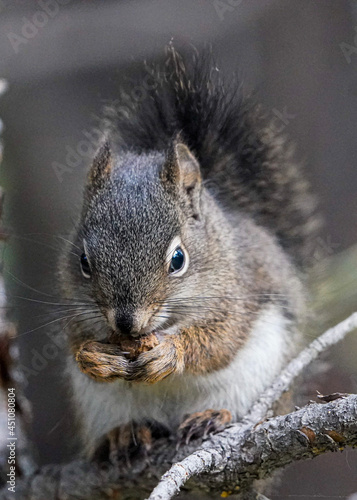 squirrel eating nut © Steven