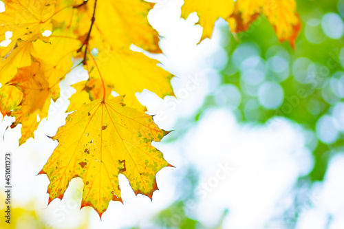 Bright yellow maple leaves. Fall season outdoor background. Colorful autumn maple leaves on a tree branch. Copy space