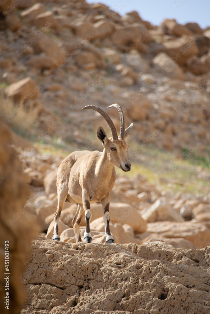 mountain goat on the rocks