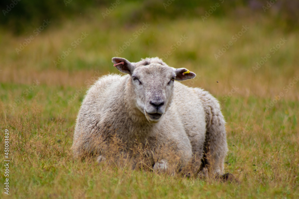 sheep in a field