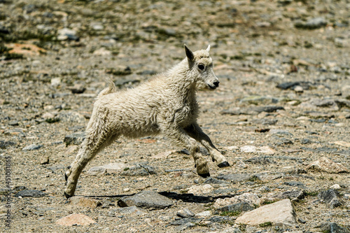 baby goat on the beach